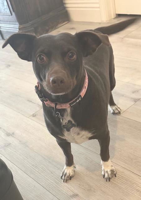HOLLY  -  LAS VEGAS - Dachshund / Chihuahua available for adoption