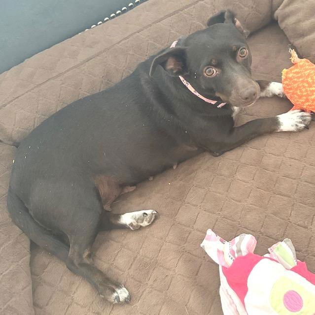 HOLLY  -  LAS VEGAS - Dachshund / Chihuahua available for adoption