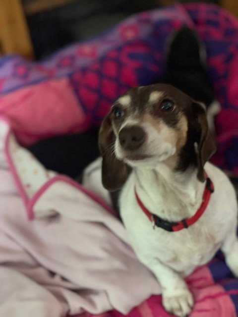 Snuggles San Diego  (bonded with Baby) Image