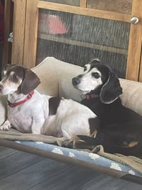 Snuggles San Diego  (bonded with Baby) - Photo 2