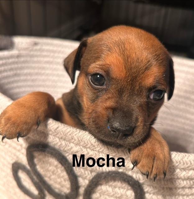 PUPPY MOCHA GIRL  -  SO CA - Dachshund / Chihuahua available for adoption