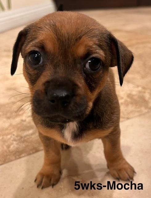 PUPPY MOCHA GIRL  -  SO CA - Dachshund / Chihuahua available for adoption