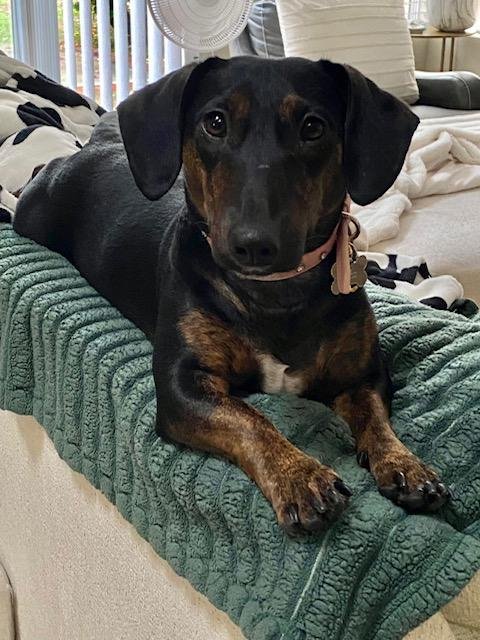 PUPPY NORMAN  -  BONDED WITH DAISY  - SO CA - Dachshund / Miniature Pinscher available for adoption