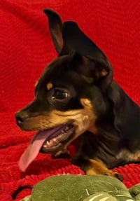 Puppy Norman  -  Bonded With Daisy  - So Ca - Photo 3