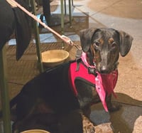 Puppy Norman  -  Bonded With Daisy  - So Ca - Photo 5