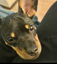 Puppy Norman  -  Bonded With Daisy  - So Ca - Photo 7