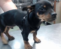 Puppy Norman  -  Bonded With Daisy  - So Ca - Photo 8