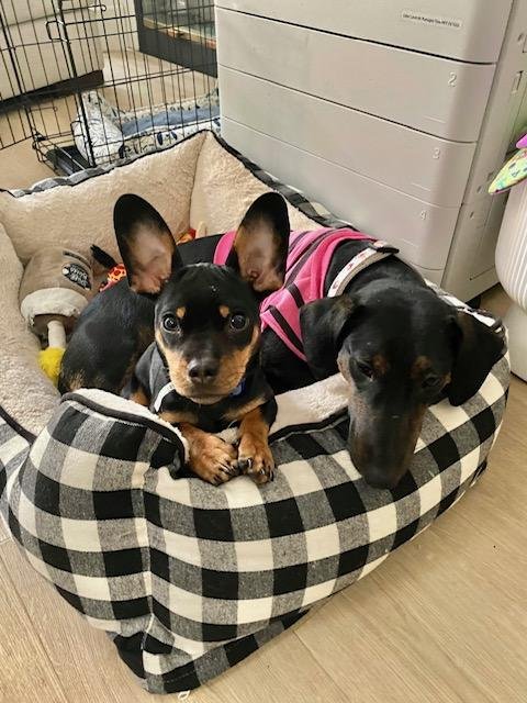 Puppy Norman  -  Bonded With Daisy  - So Ca Image
