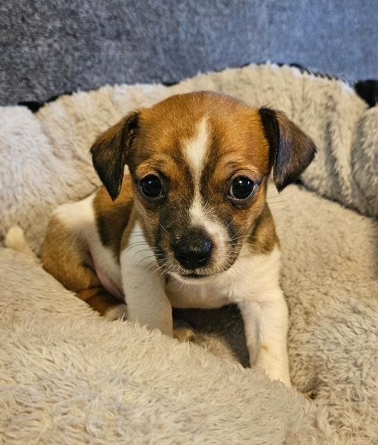 PUPPY DANNY BOY  -   LAS VEGAS - Chihuahua / Pug available for adoption