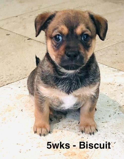 PUPPY BISCUIT BOY  -  SO CA - Dachshund / Chihuahua available for adoption