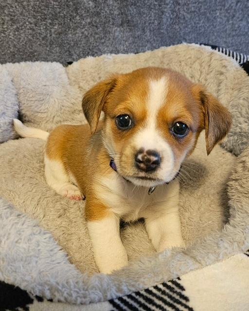 PUPPY PATCHES GIRL -  LAS VEGAS - Dachshund / Chihuahua available for adoption