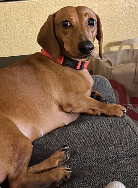 BELLA  -  SO CA - Dachshund available for adoption