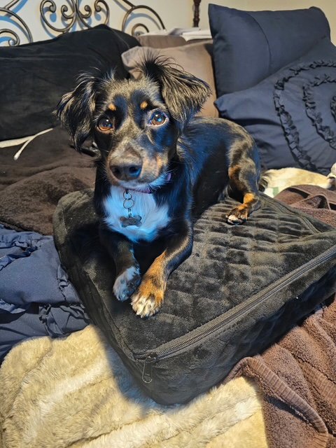 LONDON - SAN FERNANDO VALLEY - Dachshund available for adoption