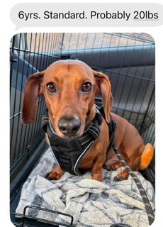 Buddy - Manhattan beach Image