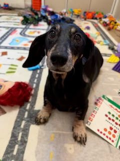 WINNIE OC - Dachshund available for adoption
