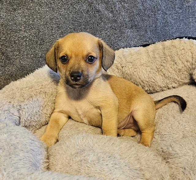 PUPPY LUCKY BOY  -   LAS VEGAS - Dachshund / Chihuahua available for adoption