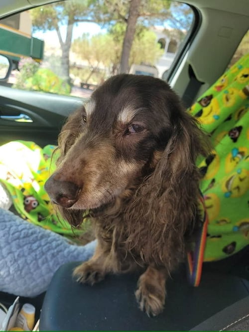 NO FURTHER APPS ACCEPTED COOPER - LAS VEGAS - Dachshund available for adoption
