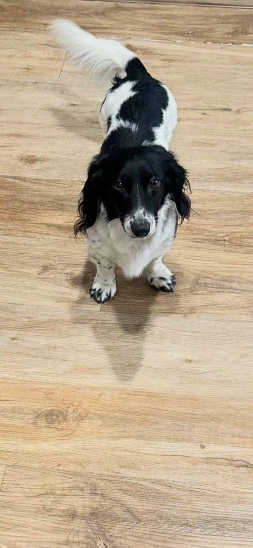 CUDI - LOS ANGELES - Dachshund available for adoption
