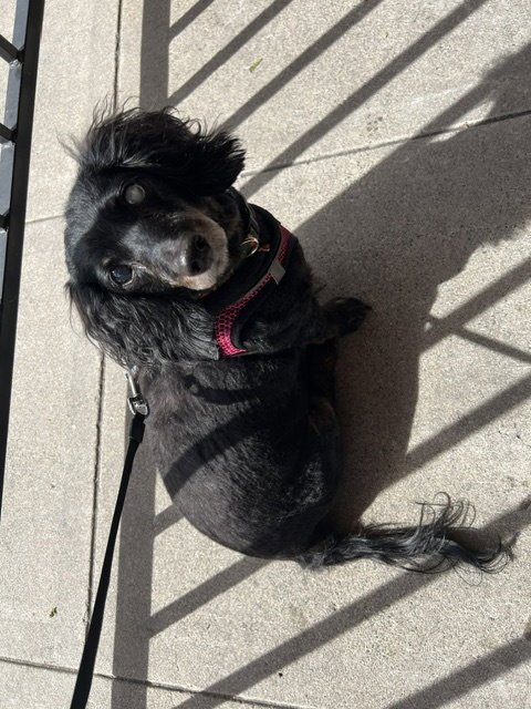 Harley bonded with Frankie - San Diego Image