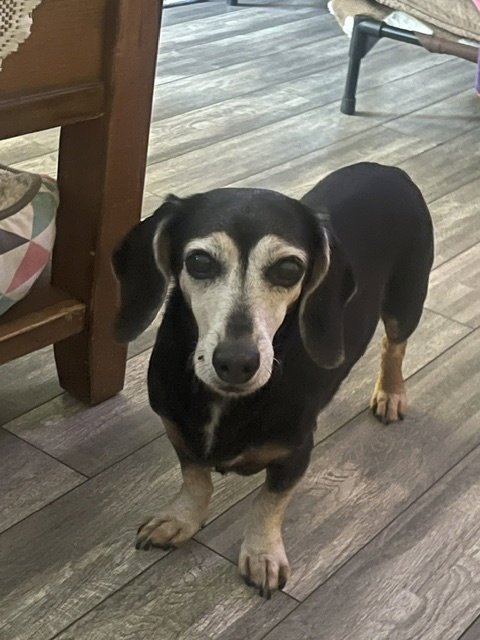 BABY SAN DIEGO (BONDED WITH SNUGGLES) - Dachshund available for adoption