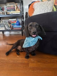 Oliver - OC - Photo 1