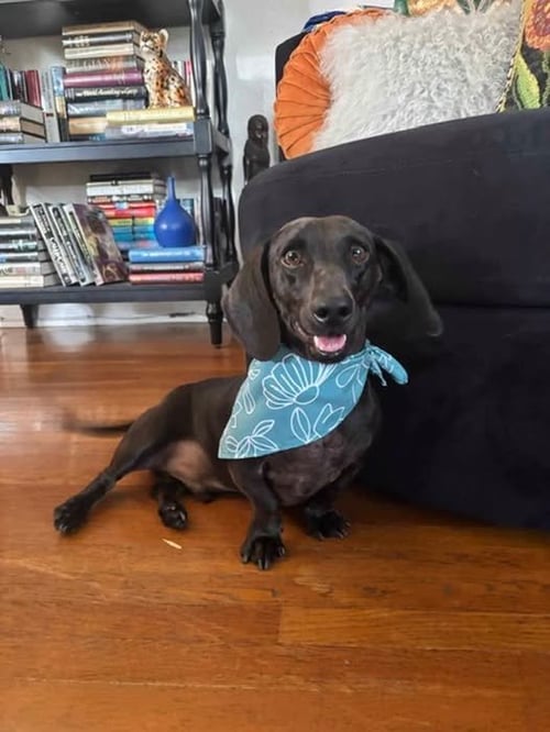 OLIVER - OC - Dachshund available for adoption
