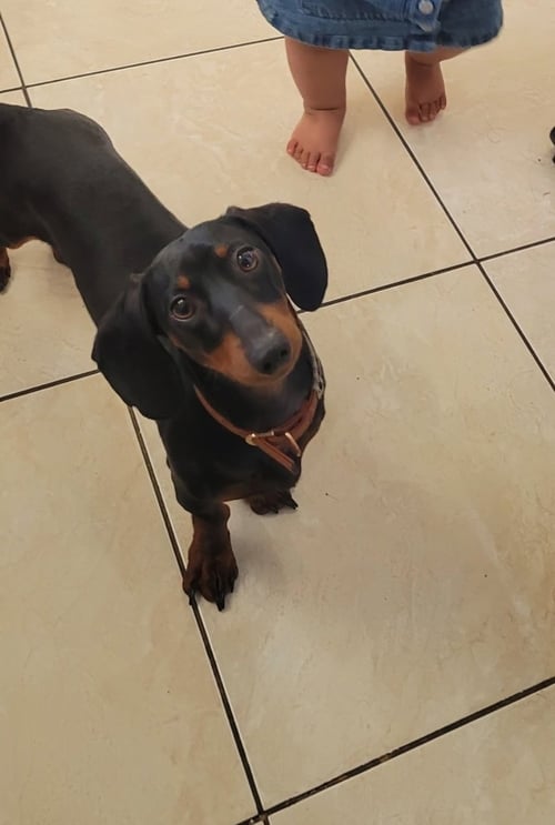 HAMILTON - LOGAN UT - Dachshund available for adoption