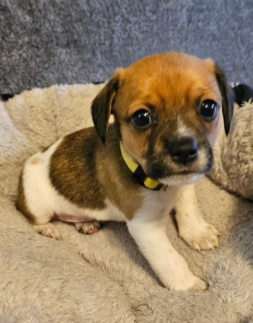 PUPPY BUDDY BOY  -  LAS VEGAS - Dachshund / Chihuahua available for adoption