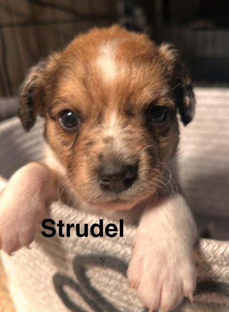 PUPPY STRUDEL BOY  -  SO CA - Dachshund / Chihuahua available for adoption