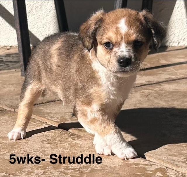 PUPPY STRUDEL BOY  -  SO CA - Dachshund / Chihuahua available for adoption