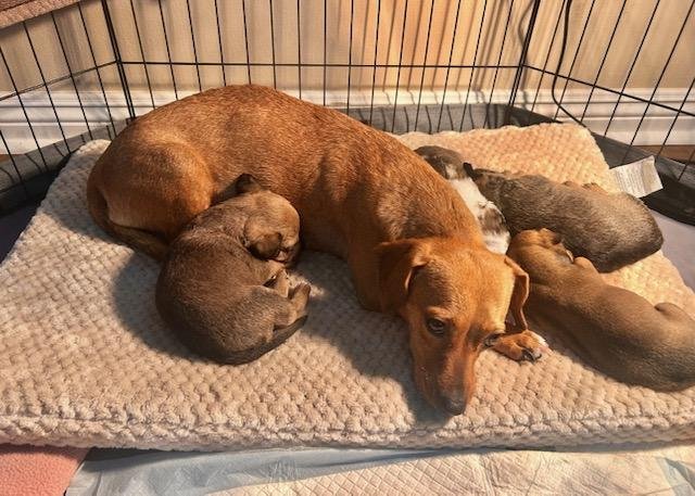 Puppy Strudel Boy  -  So Ca - Photo 3