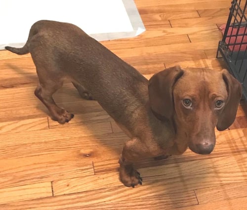 OSO  -   SO CA - Dachshund available for adoption
