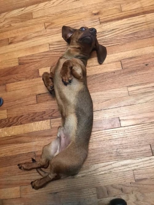 OSO  -   SO CA - Dachshund available for adoption