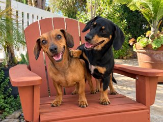 FLAPJACK (BONDED WITH CHIP) SANTA BARBARA - Dachshund available for adoption