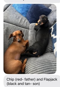 Flapjack (bonded with Chip) Santa Barbara - Photo 4