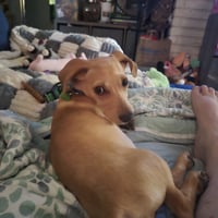 Copper - Photo 3