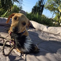 Copper - Photo 2