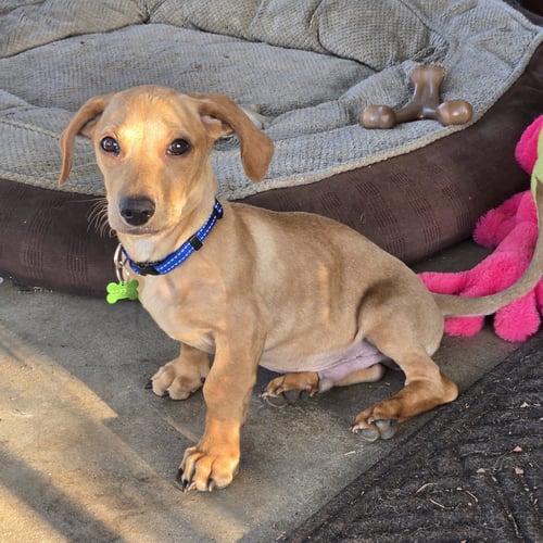 COPPER - Dachshund available for adoption