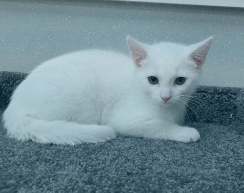 SNOW - Domestic Short Hair available for adoption