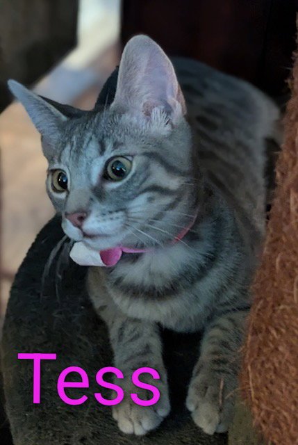 Tess Image