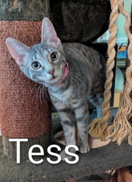 TESS - Domestic Short Hair available for adoption