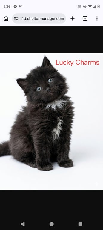 Lucky charms Image