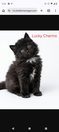 Lucky charms - Photo 1