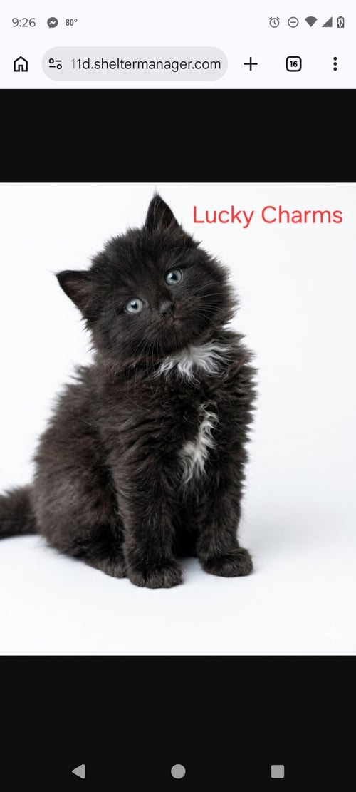 LUCKY CHARMS - Domestic Short Hair available for adoption
