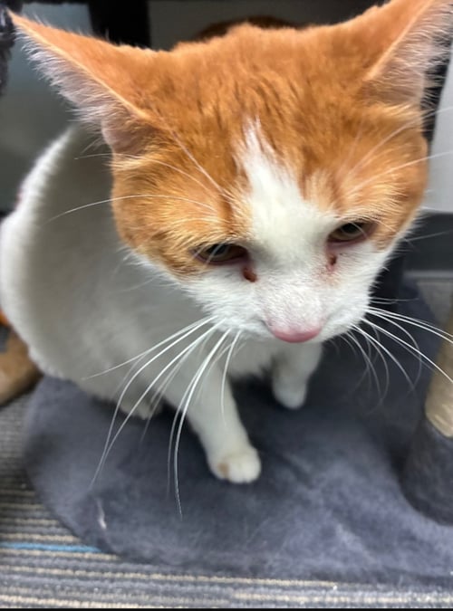 COWGIRL BOOTS AND PHOENIX BONDED SPECIAL NEEDS -CH - Domestic Short Hair available for adoption