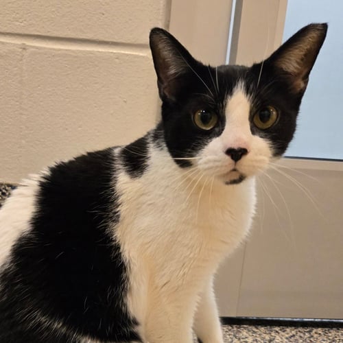 COWGIRL BOOTS AND PHOENIX BONDED SPECIAL NEEDS -CH - Domestic Short Hair available for adoption