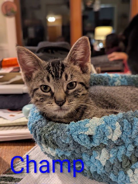 CHAMP - Domestic Short Hair available for adoption