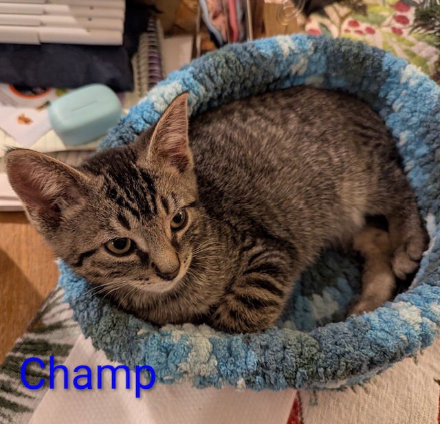 CHAMP - Domestic Short Hair available for adoption