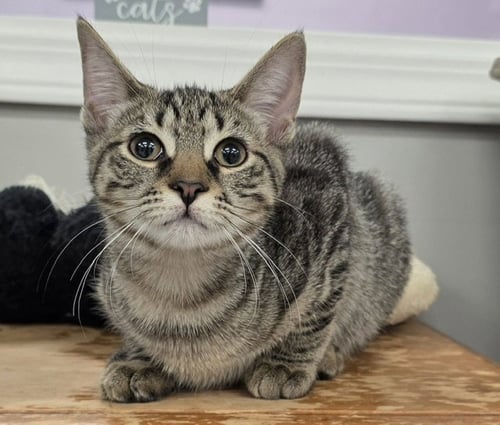 MABLE - Domestic Short Hair available for adoption