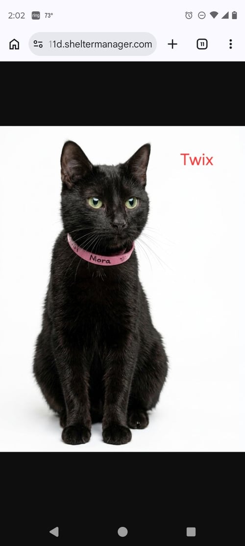 MAMA TRIX - Domestic Short Hair available for adoption